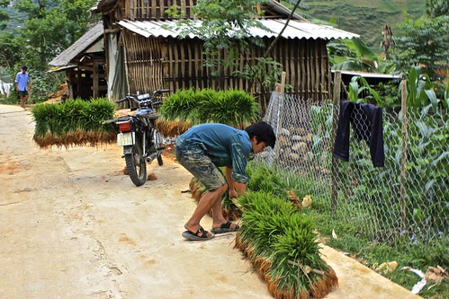 moving rice to be replanted, this time via motorbike!