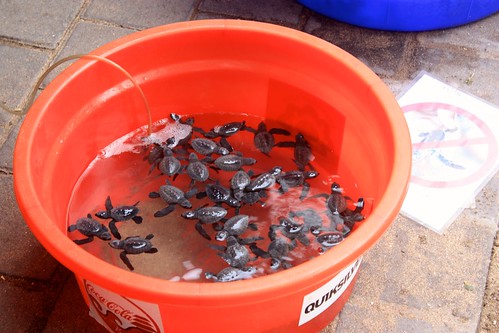 baby turtles ready to be released