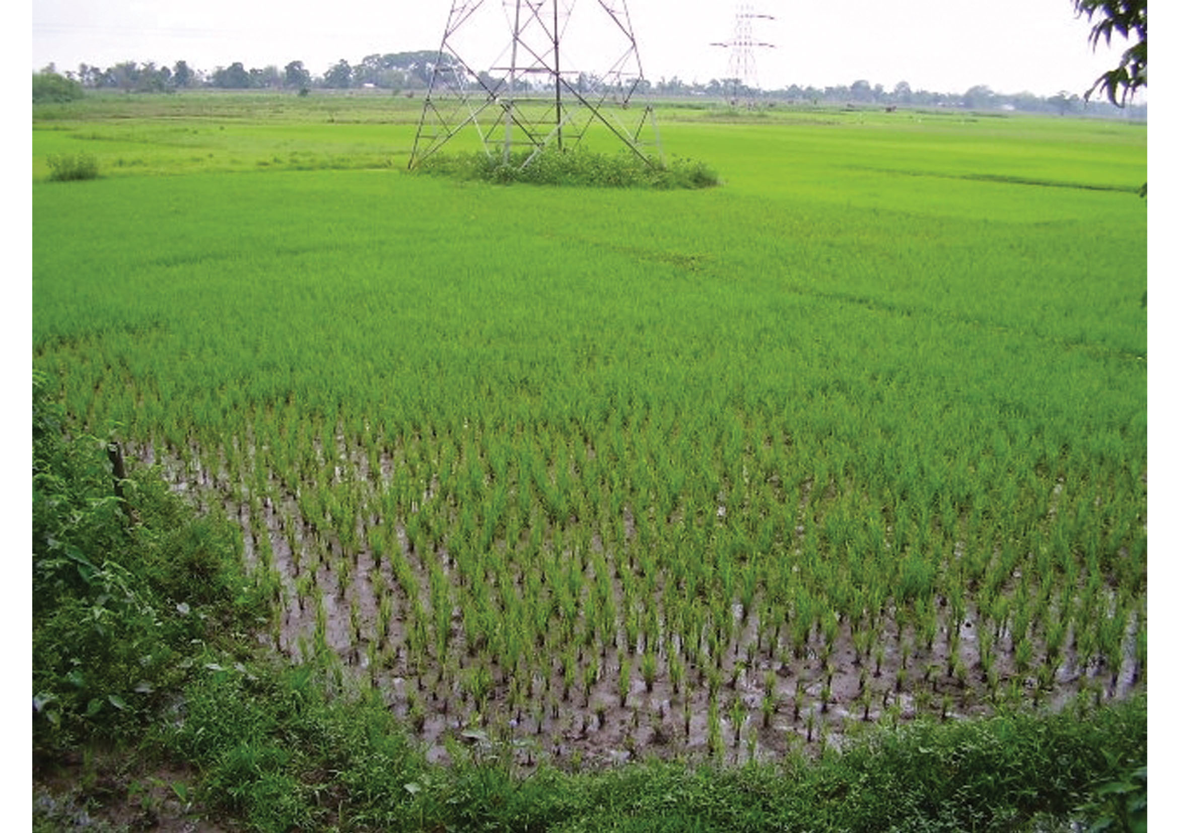 Food Crops in India