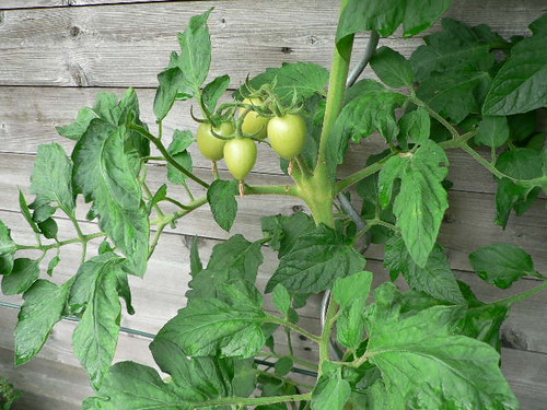 Die ersten Tomaten