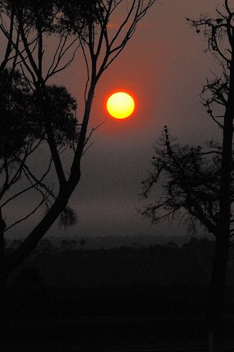 trees sunset sun nature bush australia victoria aus deerpark