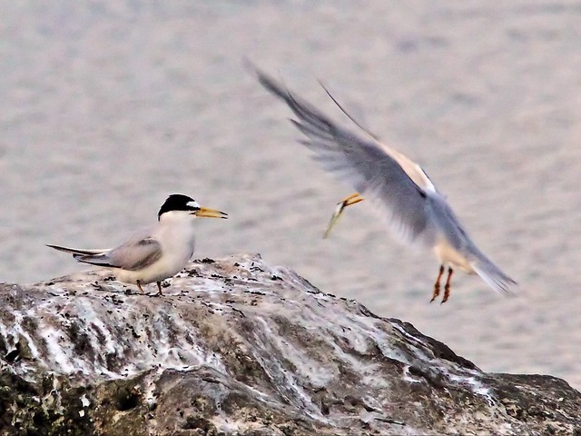 Least Tern intruder male brings fish 22- 20140428