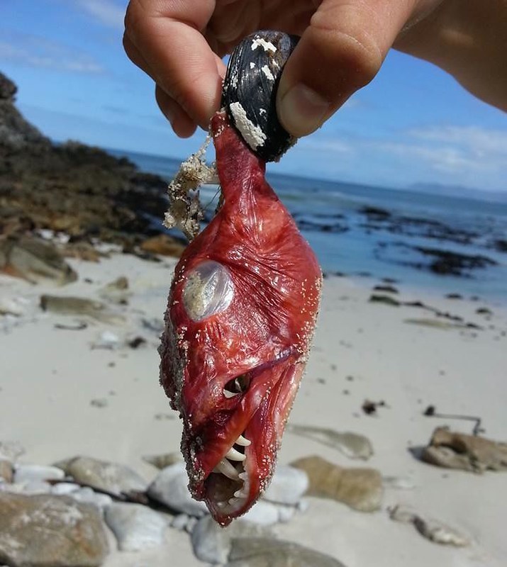 criatura-grotesca-playa-de-sudafrica