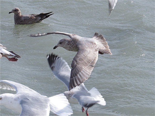 Thayer's Gull (2nd Cycle) at North Point Marina in Lake County, IL 002