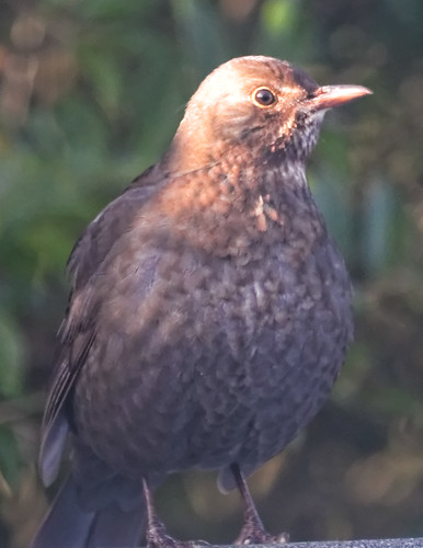 IMG_2088_DxO Female Blackbird