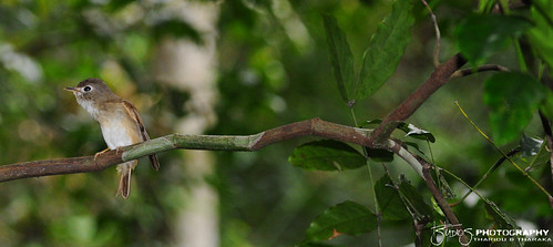 asian endemic rare flycatcher epidemic srilankawildlife amazingsrilanka