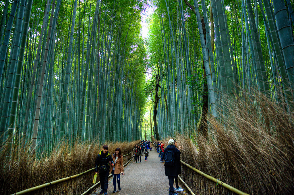The Bamboo groves