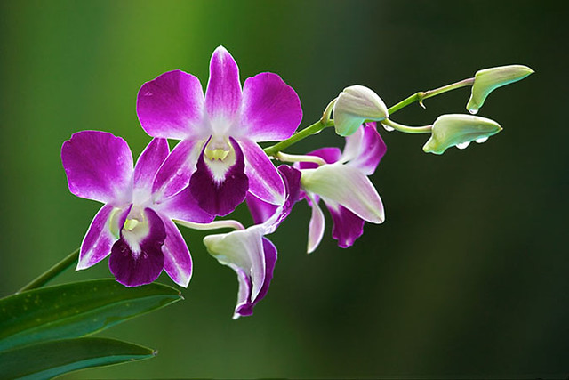 Orchid-Flower-33