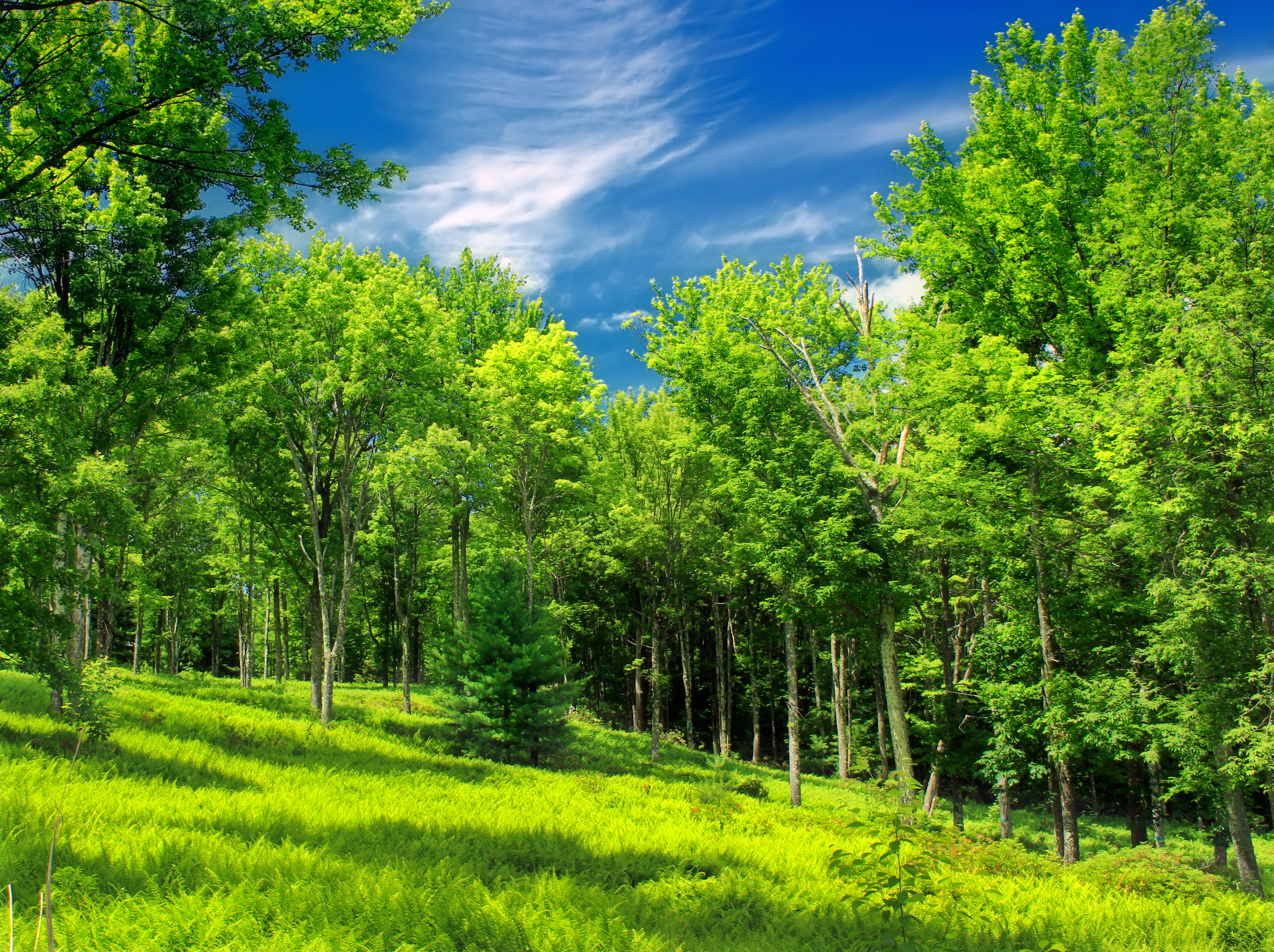 Фото деревьев лето. Lesa derevo природа. Поляна в лесу. Поляна с деревьями. Зеленый лес.