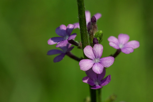 flower purple orobanchaceae buchnera buchneraamericana americanbluehearts