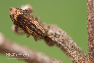 Longhorn Beetle (Sybra sp.) - DSC_6160