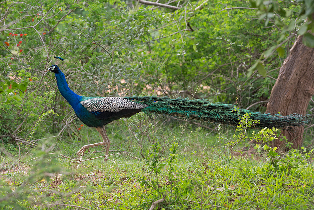 Peafowl    Sri Lanka 2013 2013-11-27 (1)