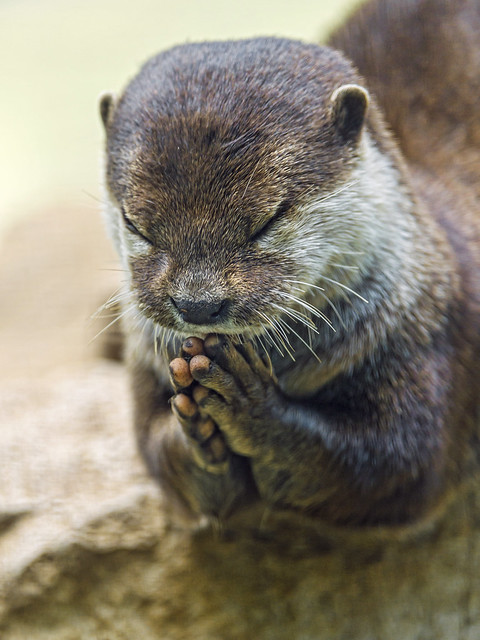 Praying otter II