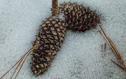 Photo:Snow And Ice Around Pine Cones By:Kat~Morgan