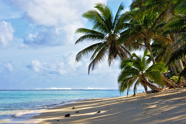 Coconut palms on the beach | Flickr - Photo Sharing!