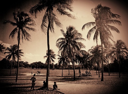 vacation holiday beach paradise havana cuba palmtree tropical caribbean villabacuranao