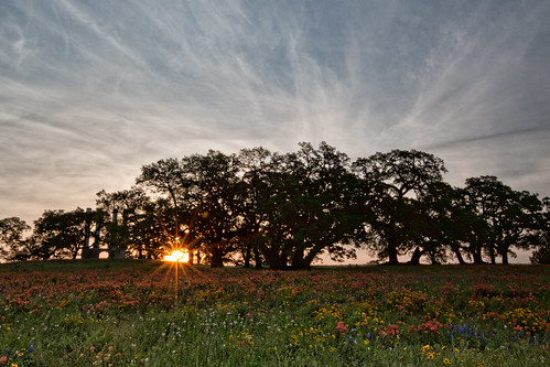 morning flowers trees sky sun color nature field sunrise canon day texas cloudy filter wildflowers independence daybreak reallyrightstuff rrs singhray iknowwhereyouare 5dmarkiii sunskycloud