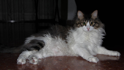 Shak, gatito de 5 meses blanco y pardo esterilizado, un dulcete en adopción. Valencia.- ADOPTADO - Página 2 13935109018_97d711b67a