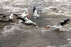 Pelicans and a fish