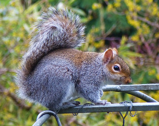 Squirrel
