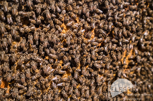 macro nature bees sony insects honey apiary a7rm2 ilce7rm2