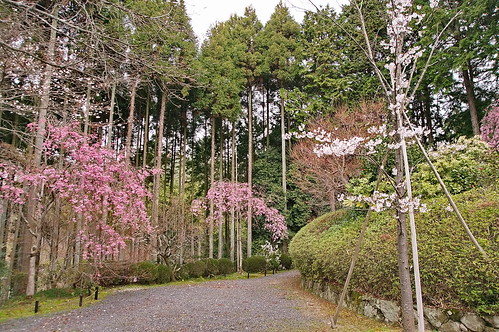 【写真】2013 桜 : 常照寺/2021-10-03/IMGP9543