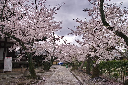 【写真】2013 桜 : 立本寺（２）/2013-04-03/IMGP9557