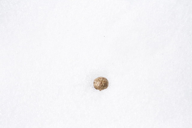 雪の上に，ポツリと落ちたウサギのふん．