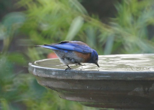 Western Bluebird Bathing