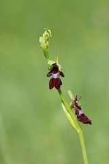 Fly Orchid - Ophrys insectifera - Photo of Challex