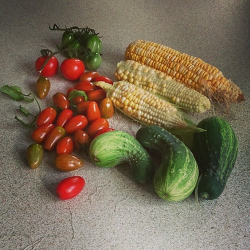 The last of the first corn, the cucumbers, and tomatoes. Be interesting to see if the second planting produces anything...