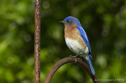 indiana bluebird songbird naturephotography martincounty avesbirds photographerjaycossey