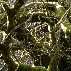 backlit branches and moss