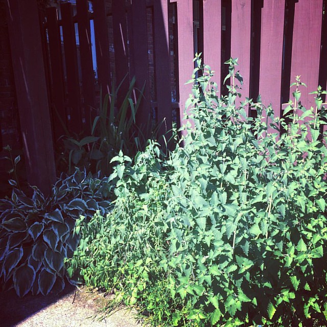 Before #patiogarden #garden #weeds
