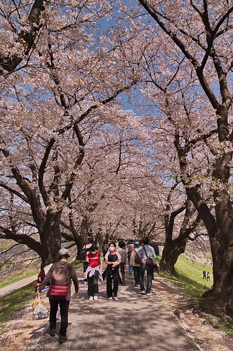 【写真】2013 桜 : 背割堤/2020-03-23/IMGP9687