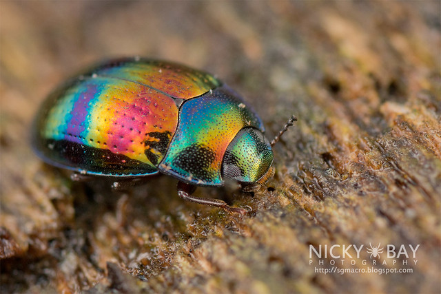 Darkling Beetle (Tenebrionidae) - DSC_9072