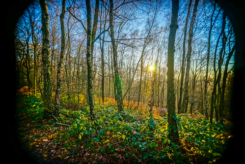 morning winter forest sunrise woods belgium 16mm liege a7 liège sarttilman walloonregion