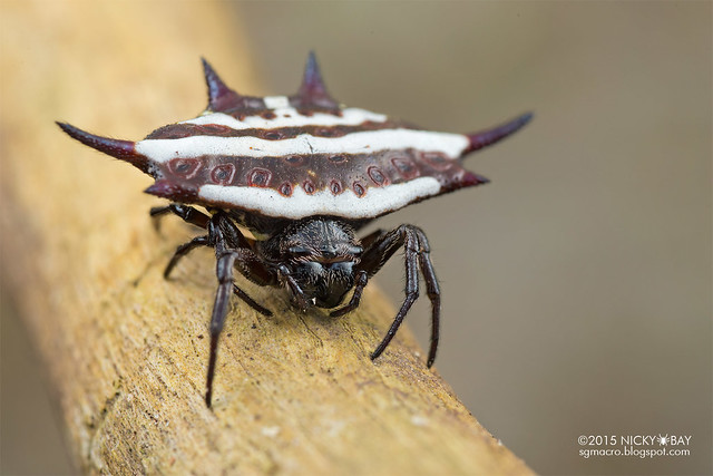 Spiny orb web spider (Gasteracantha sp.) - DSC_9451