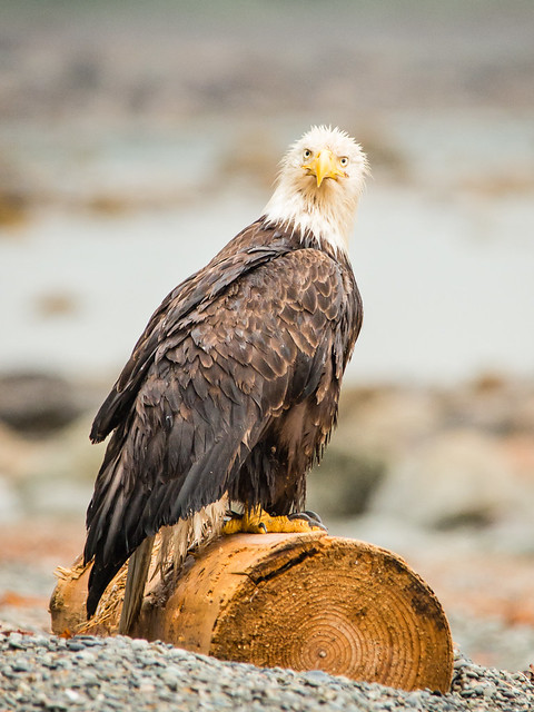 Bald eagle, Haida Gwai, BC