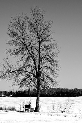 park winter bw snow canada cold tree nature rural river bench nikon quiet cloudy country overcast overlooking d5200
