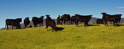 cows farm ganado vacas granja nuevazelanda