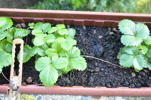 strawberry growing фото