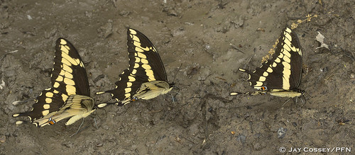 ontario butterfly behavior swallowtail congaline naturephotography macrophotography giantswallowtail insecta papiliocresphontes puddling skunksmisery lepidopterabutterfliesmoths middlesexco photographerjaycossey