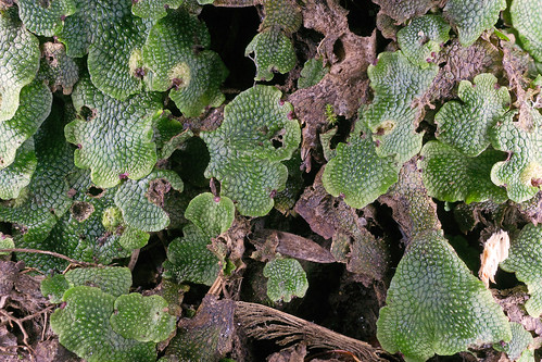 canada novascotia liverwort bryophyta conocephalum marchantiopsida conocephalumsalebrosum