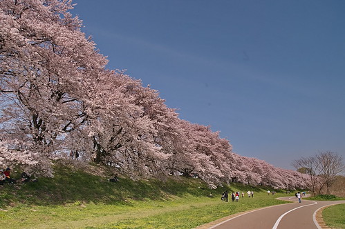 【写真】2013 桜 : 背割堤/2020-03-23/IMGP9693
