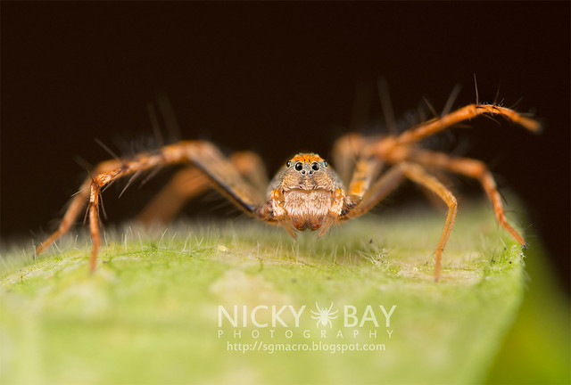 Lynx Spider (Oxyopidae) - DSC_0278