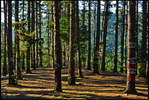 españa tree pine forest spain eyes painted country reserve biosphere ojos bosque oma pino bizkaia vasco euskalherria euskadi agustin vizcaya ibarrola pais reserva pintado urdaibai biosfera baske