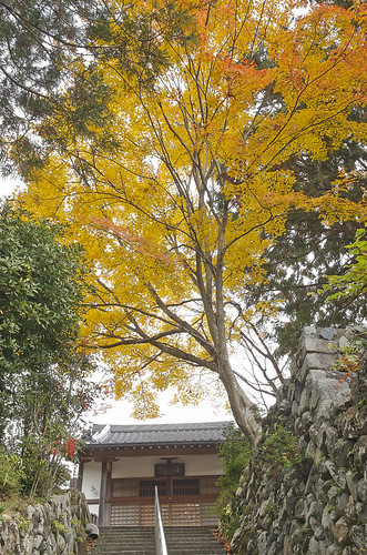 【写真】2013 紅葉 : 小町寺/2021-02-19/IMGP4372
