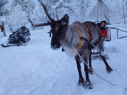 reindeer lapland sledding kiruna jhk dutchguy samiexperience