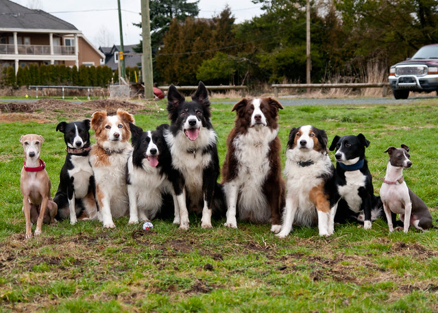The diverse look of the border collies Page 2 General
